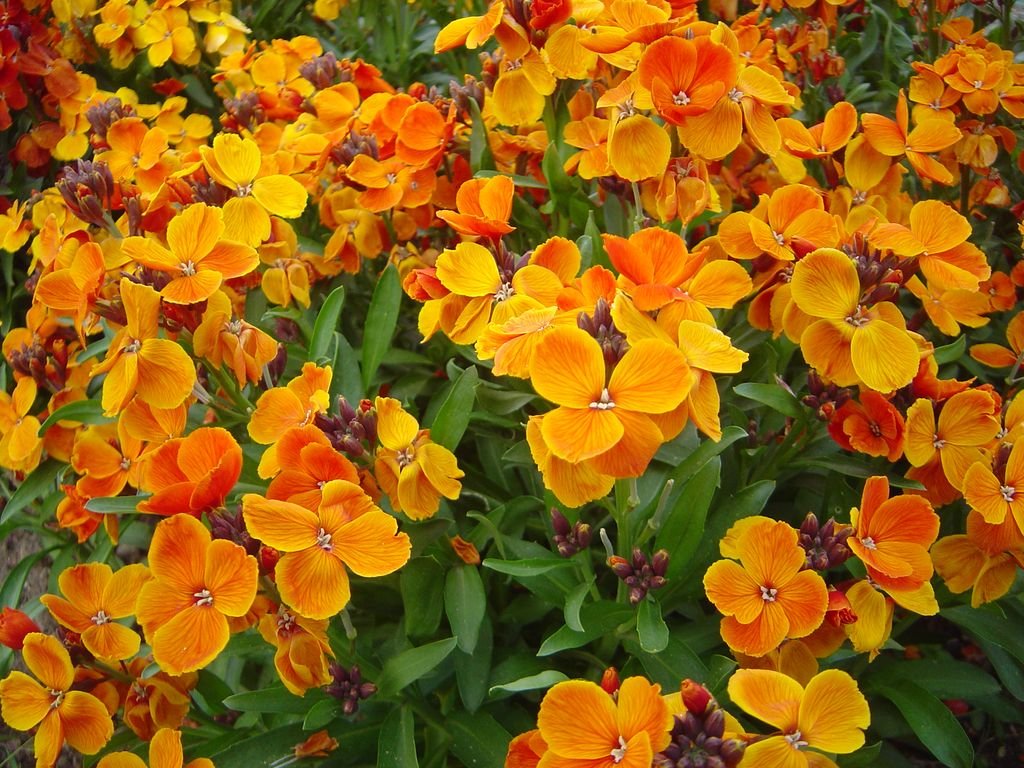 Goiveiro (Erysimum cheiri)