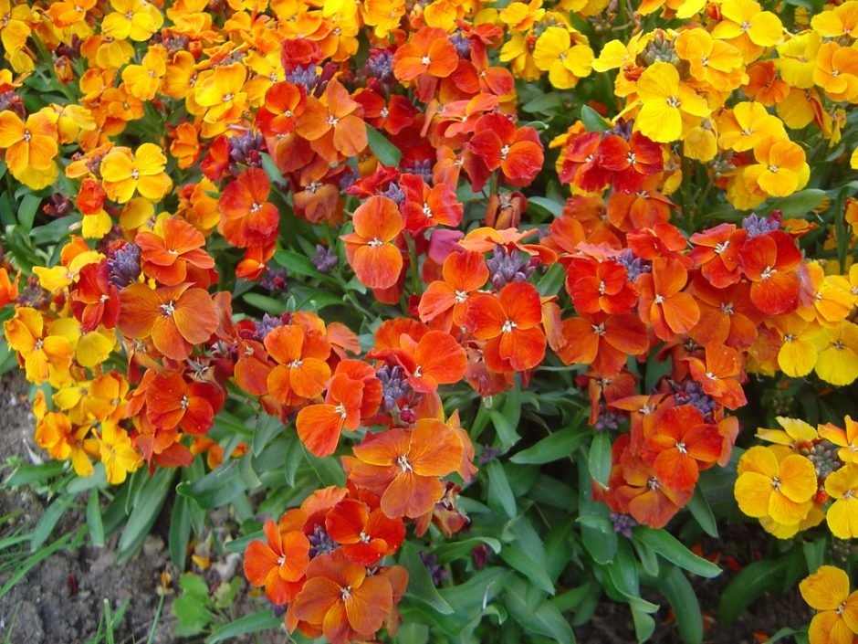 Como plantar Goiveiro (Erysimum cheiri)_1
