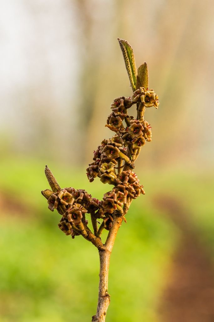 Onde plantar Hamamélis 'Angelly' (Hamamelis × intermedia 'Angelly')_2