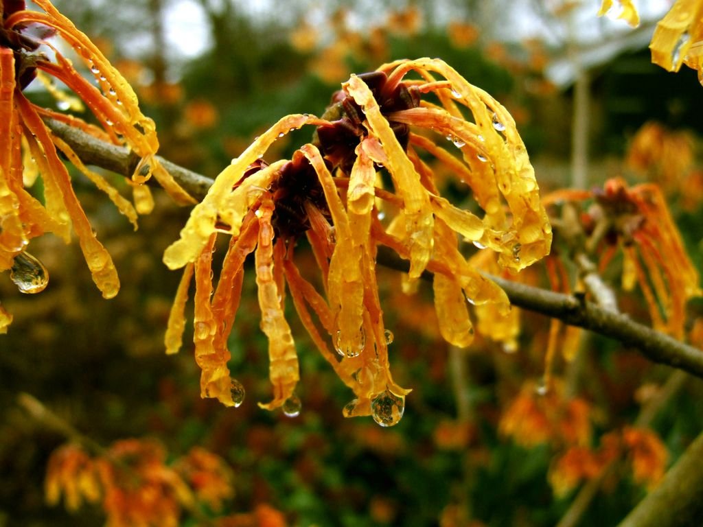 Hamamélis 'Aphrodite' (Hamamelis × intermedia 'Aphrodite')