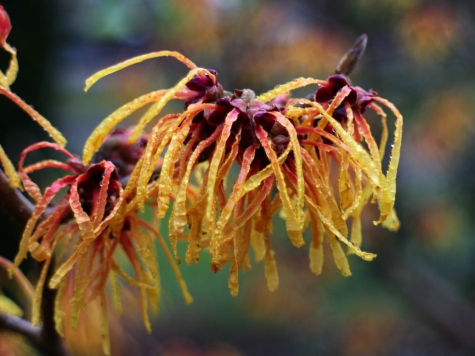 Como plantar Hamamélis 'Aphrodite' (Hamamelis × intermedia 'Aphrodite')_1