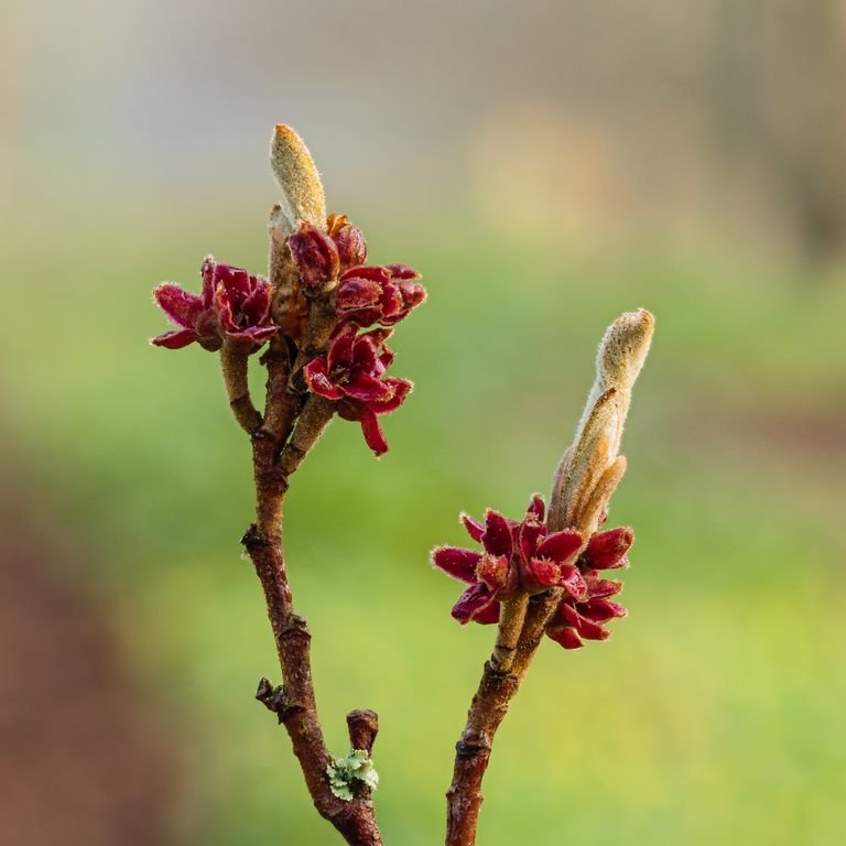 Onde plantar Hamamélis 'Aphrodite' (Hamamelis × intermedia 'Aphrodite')_2