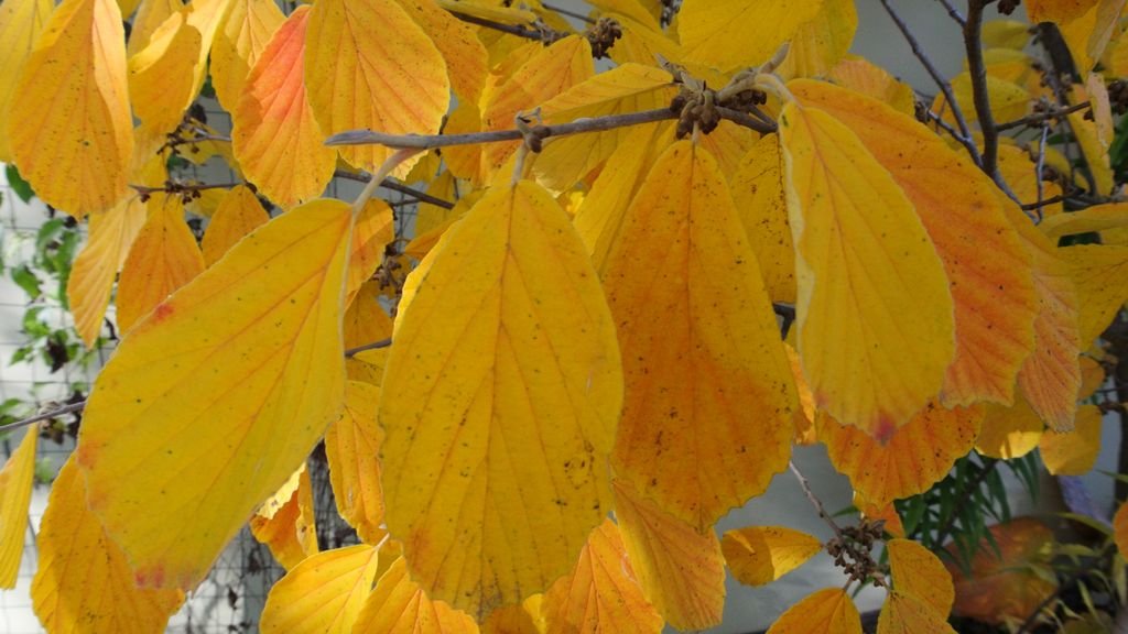 Hamamélis 'Arnold Promise' (Hamamelis × intermedia 'Arnold Promise')