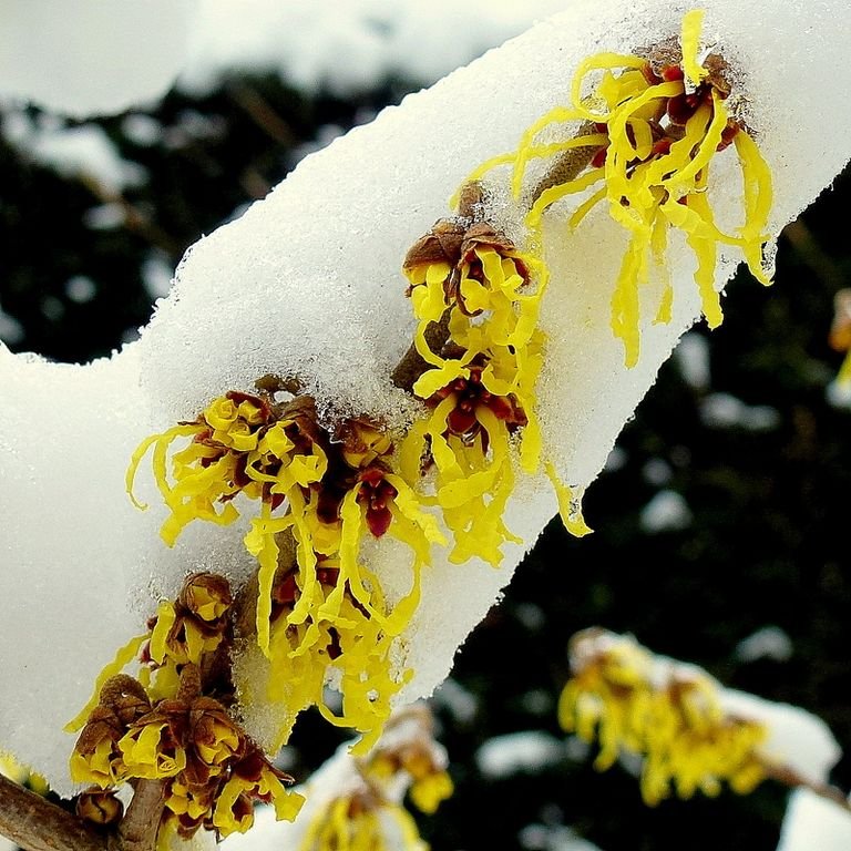 Como plantar Hamamélis 'Arnold Promise' (Hamamelis × intermedia 'Arnold Promise')_1