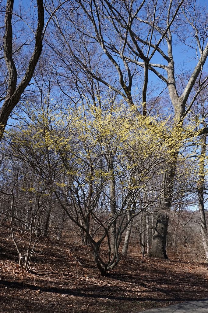 Onde plantar Hamamélis 'Arnold Promise' (Hamamelis × intermedia 'Arnold Promise')_2