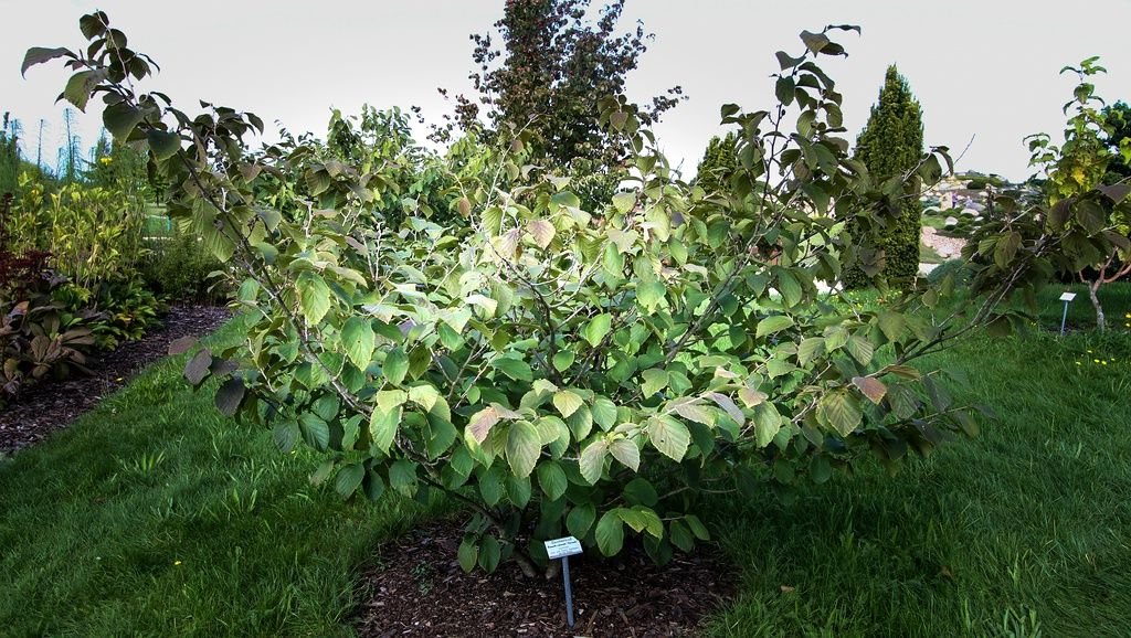 Hamamélis 'Feuerzauber' (Hamamelis × intermedia 'Feuerzauber')