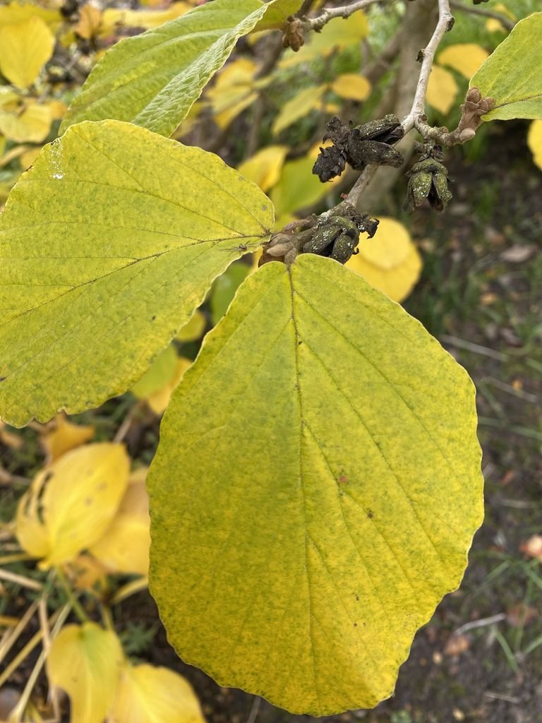 Como plantar Hamamélis 'Feuerzauber' (Hamamelis × intermedia 'Feuerzauber')_1