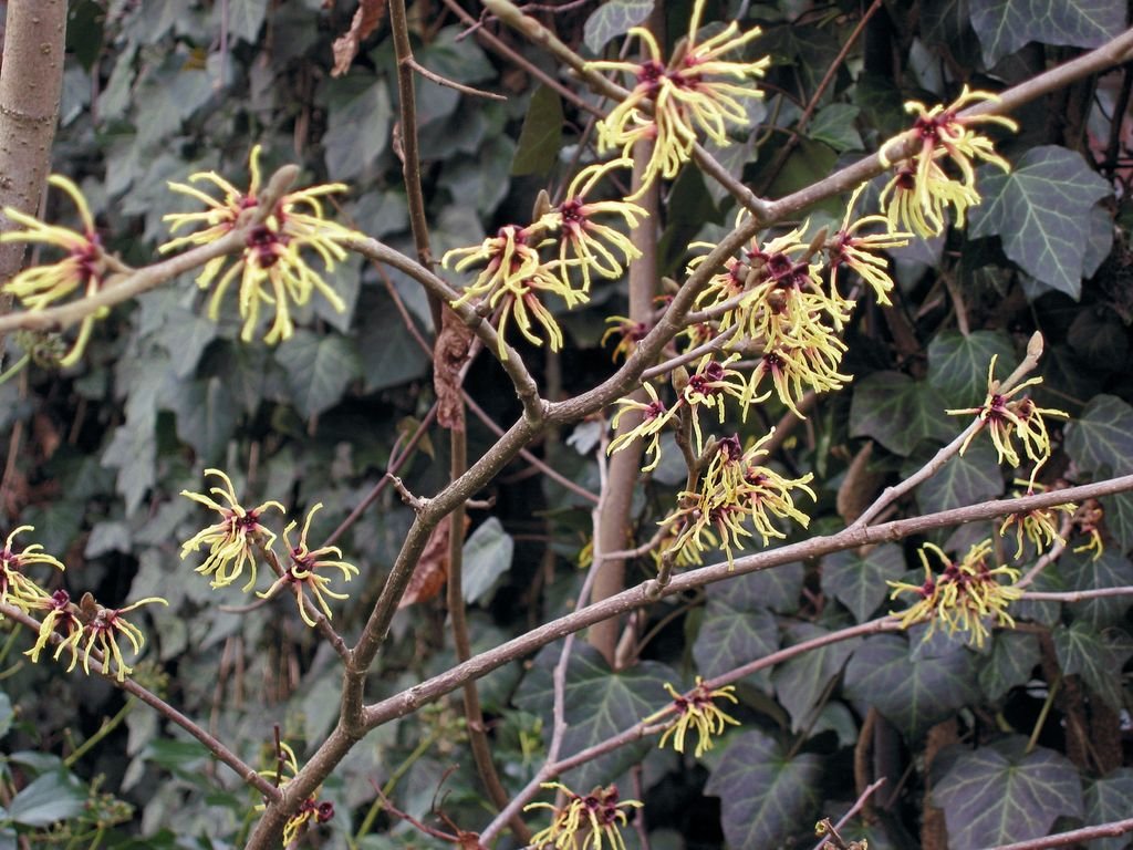 Hamamélis (Hamamelis × intermedia)
