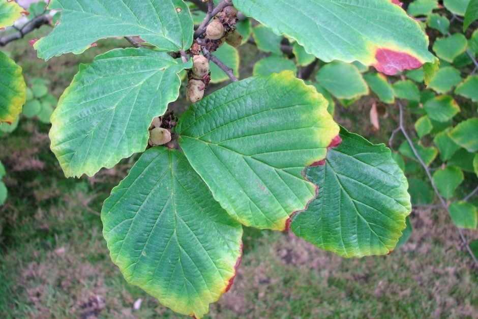 Como plantar Hamamélis (Hamamelis × intermedia)_1