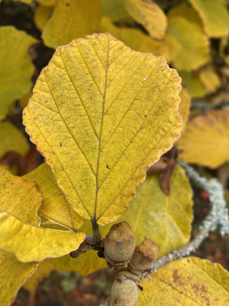 Onde plantar Hamamélis (Hamamelis × intermedia)_2