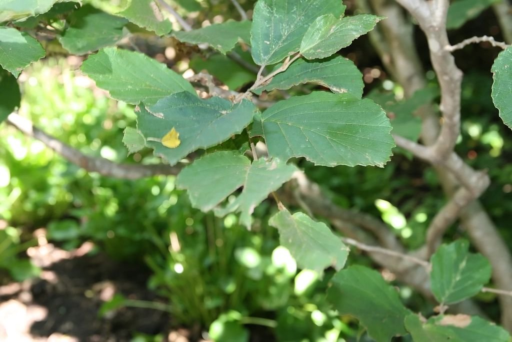 Hamamélis 'Hiltingbury' (Hamamelis × intermedia 'Hiltingbury')