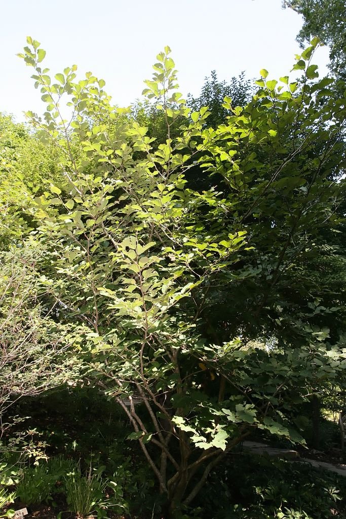 Como plantar Hamamélis 'Hiltingbury' (Hamamelis × intermedia 'Hiltingbury')_1