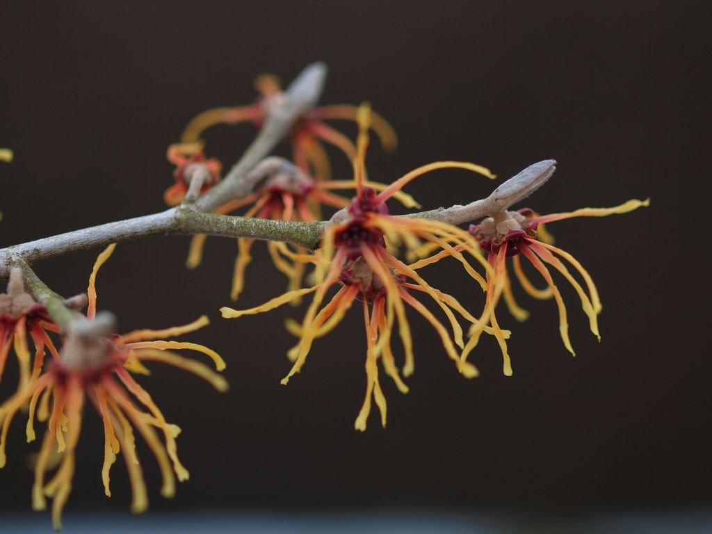 Hamamélis 'Jelena' (Hamamelis × intermedia 'Jelena')