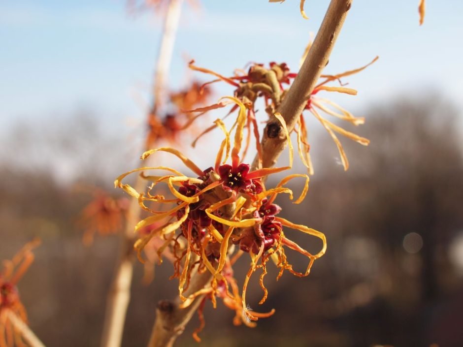 Como plantar Hamamélis 'Jelena' (Hamamelis × intermedia 'Jelena')_1