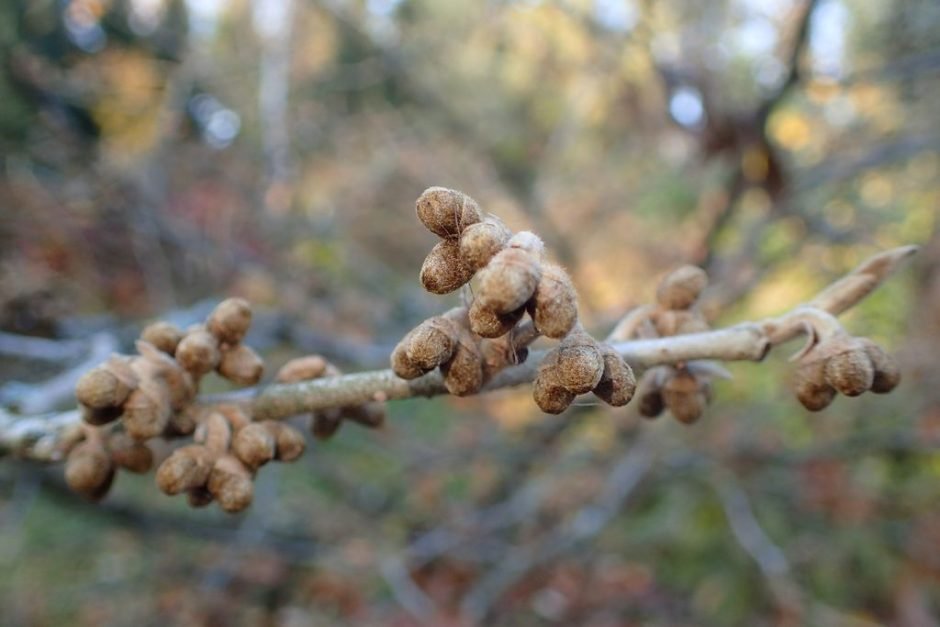 Onde plantar Hamamélis 'Jelena' (Hamamelis × intermedia 'Jelena')_2