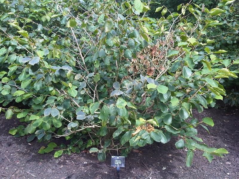 Hamamélis 'Orange Peel' (Hamamelis × intermedia 'Orange Peel')