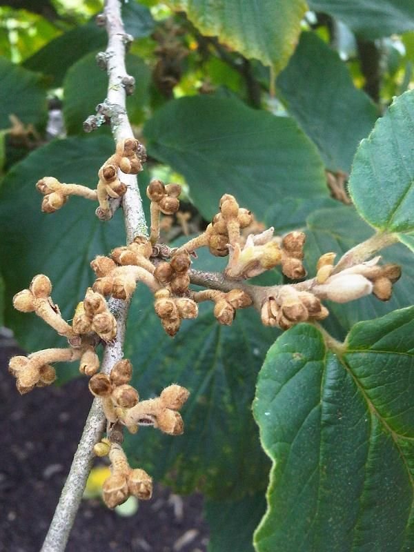 Como plantar Hamamélis 'Orange Peel' (Hamamelis × intermedia 'Orange Peel')_1