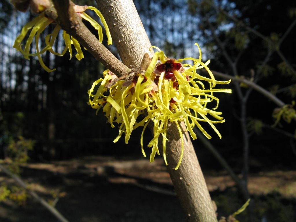 Hamamélis 'Pallida' (Hamamelis × intermedia 'Pallida')