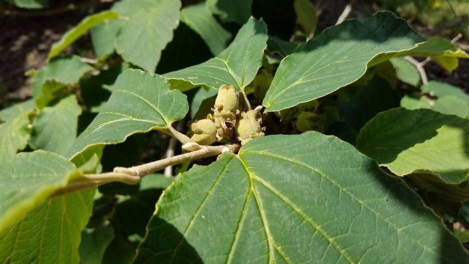 Como plantar Hamamélis 'Pallida' (Hamamelis × intermedia 'Pallida')_1