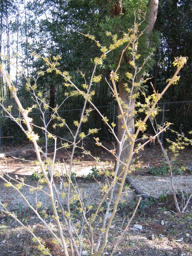 Onde plantar Hamamélis 'Pallida' (Hamamelis × intermedia 'Pallida')_2