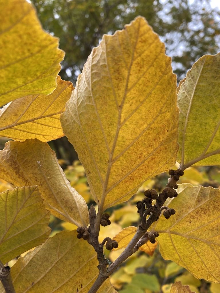Onde plantar Hamamélis 'Primavera' (Hamamelis × intermedia 'Primavera')_2