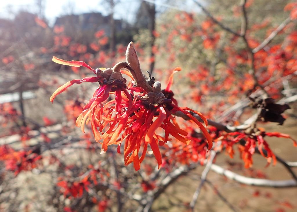 Hamamélis 'Ruby Glow' (Hamamelis × intermedia 'Ruby Glow')