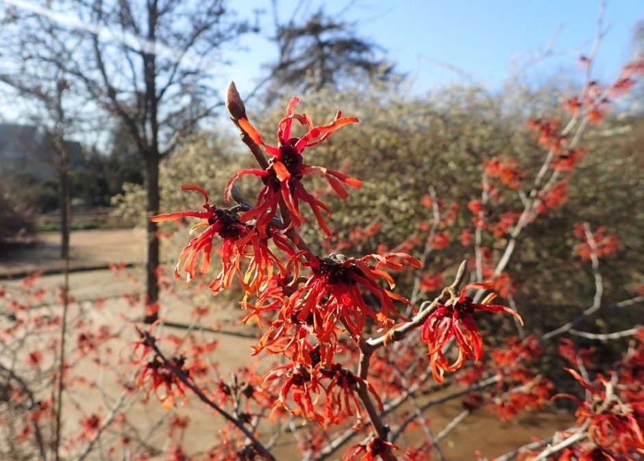 Como plantar Hamamélis 'Ruby Glow' (Hamamelis × intermedia 'Ruby Glow')_1
