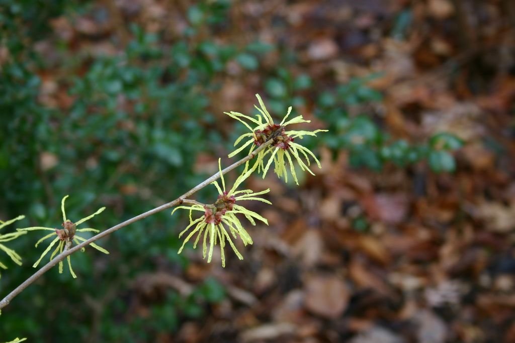 Hamamélis 'Sunburst' (Hamamelis × intermedia 'Sunburst')