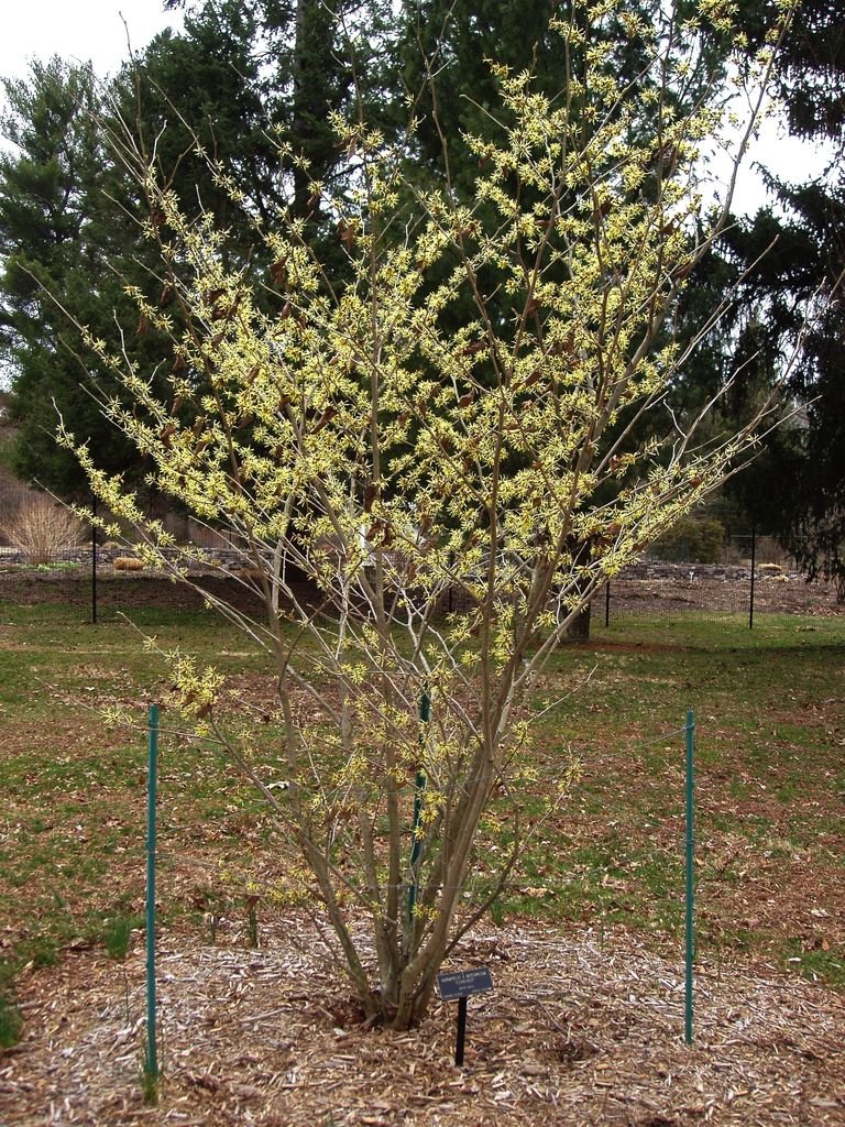 Como plantar Hamamélis 'Sunburst' (Hamamelis × intermedia 'Sunburst')_1