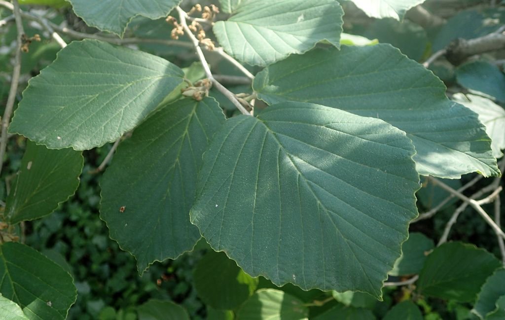 Hamamélis 'Vesna' (Hamamelis × intermedia 'Vesna')