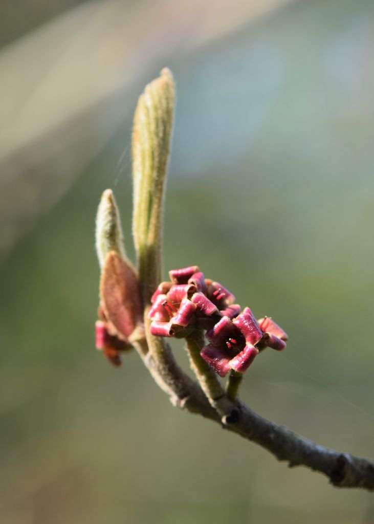 Como plantar Hamamélis 'Vesna' (Hamamelis × intermedia 'Vesna')_1