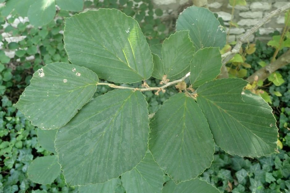 Onde plantar Hamamélis 'Vesna' (Hamamelis × intermedia 'Vesna')_2