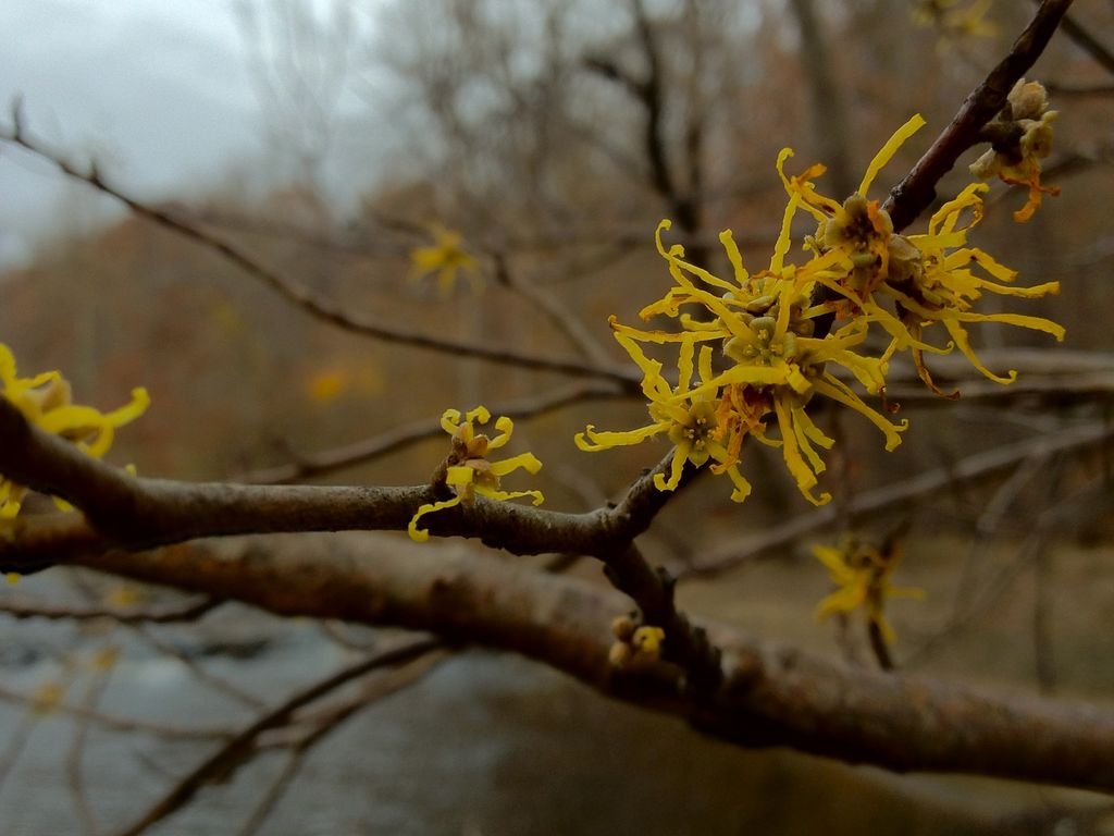 Hamamélis virginiana (Hamamelis virginiana)