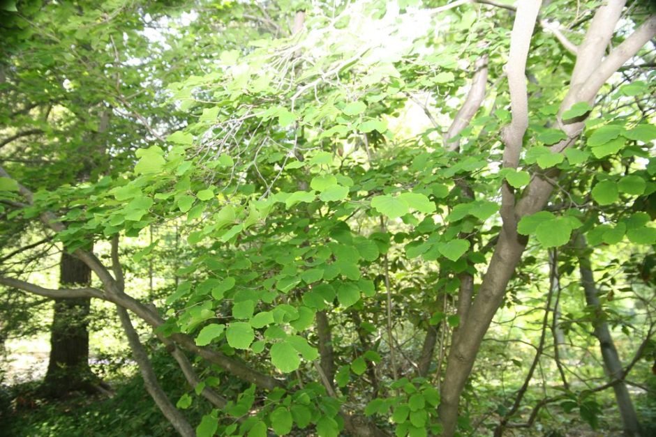 Como plantar Hamamélis virginiana (Hamamelis virginiana)_1