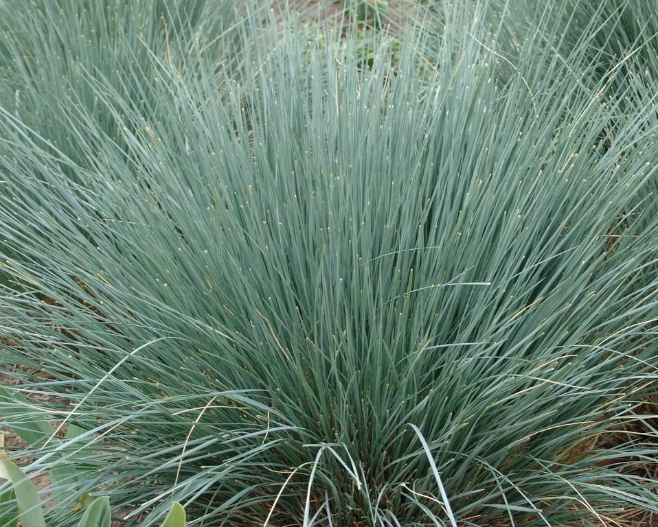 Helictotrichon sempervirens (Helictotrichon sempervirens)