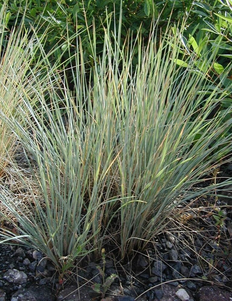 Como plantar Helictotrichon sempervirens (Helictotrichon sempervirens)_1