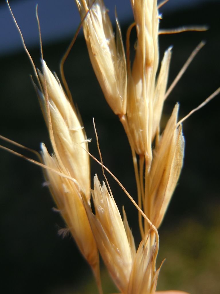 Onde plantar Helictotrichon sempervirens (Helictotrichon sempervirens)_2