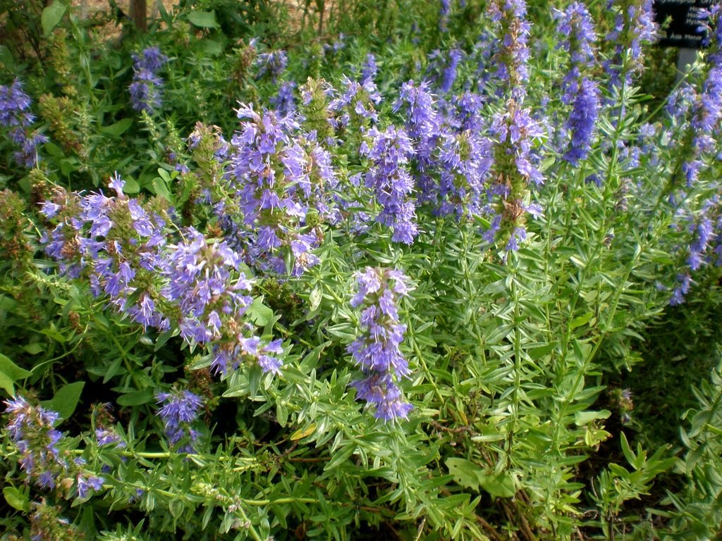Hissopo (Hyssopus officinalis)