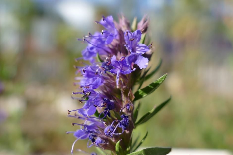 Como plantar Hissopo (Hyssopus officinalis)_1