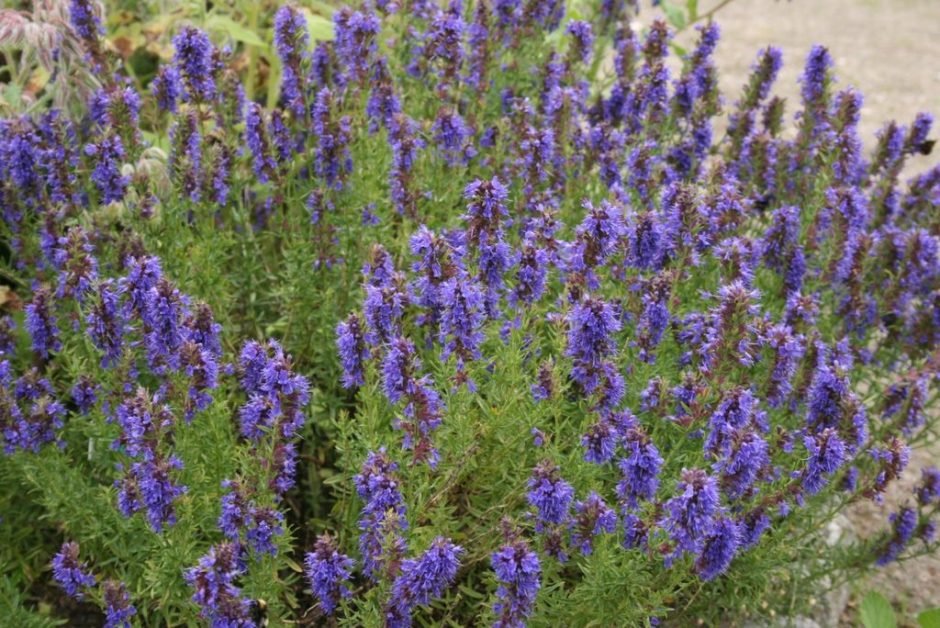 Onde plantar Hissopo (Hyssopus officinalis)_2