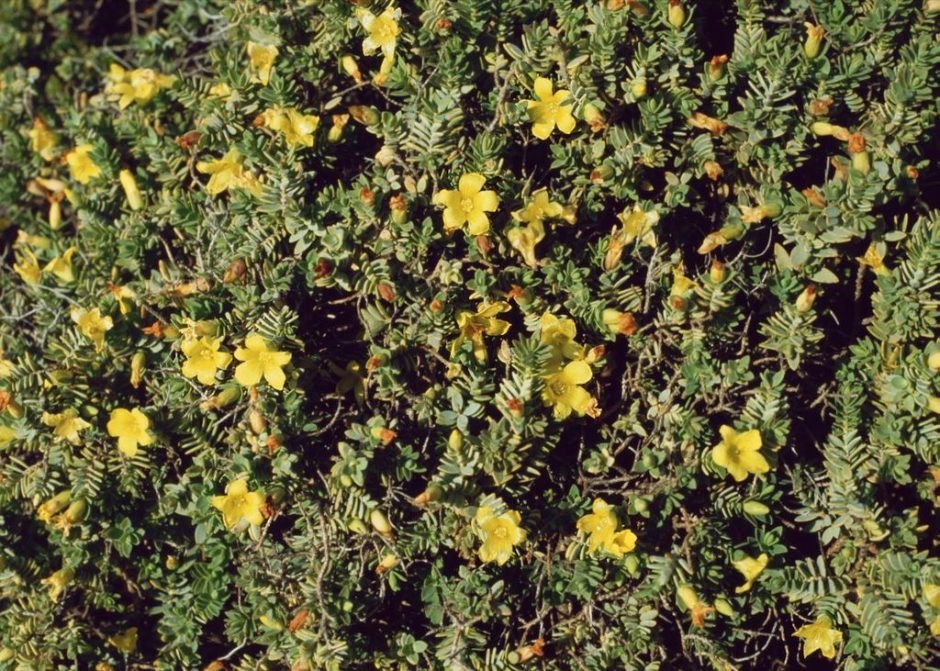 Como plantar Hypericum aegypticum (Hypericum aegypticum)_1