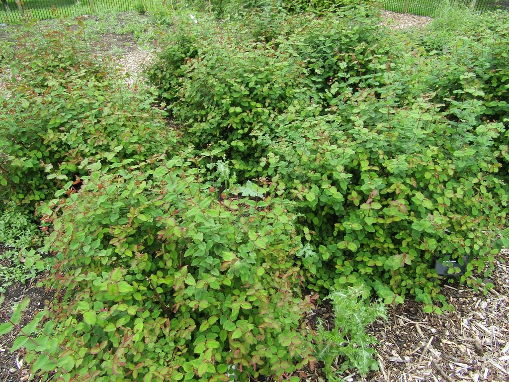 Hypericum bellum (Hypericum bellum)