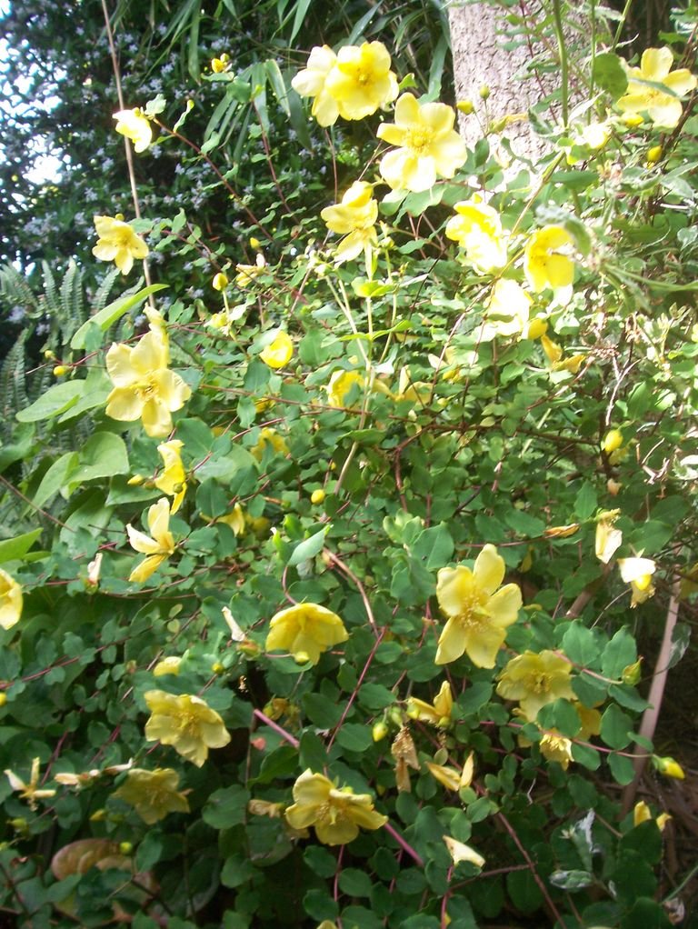 Como plantar Hypericum bellum (Hypericum bellum)_1