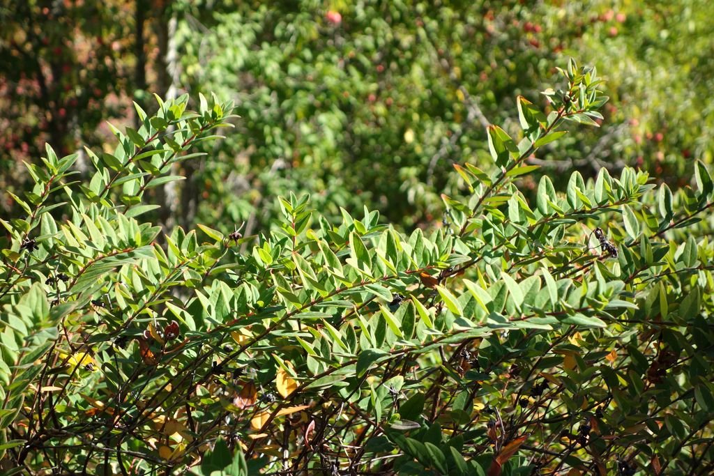 Hypericum forrestii (Hypericum forrestii)