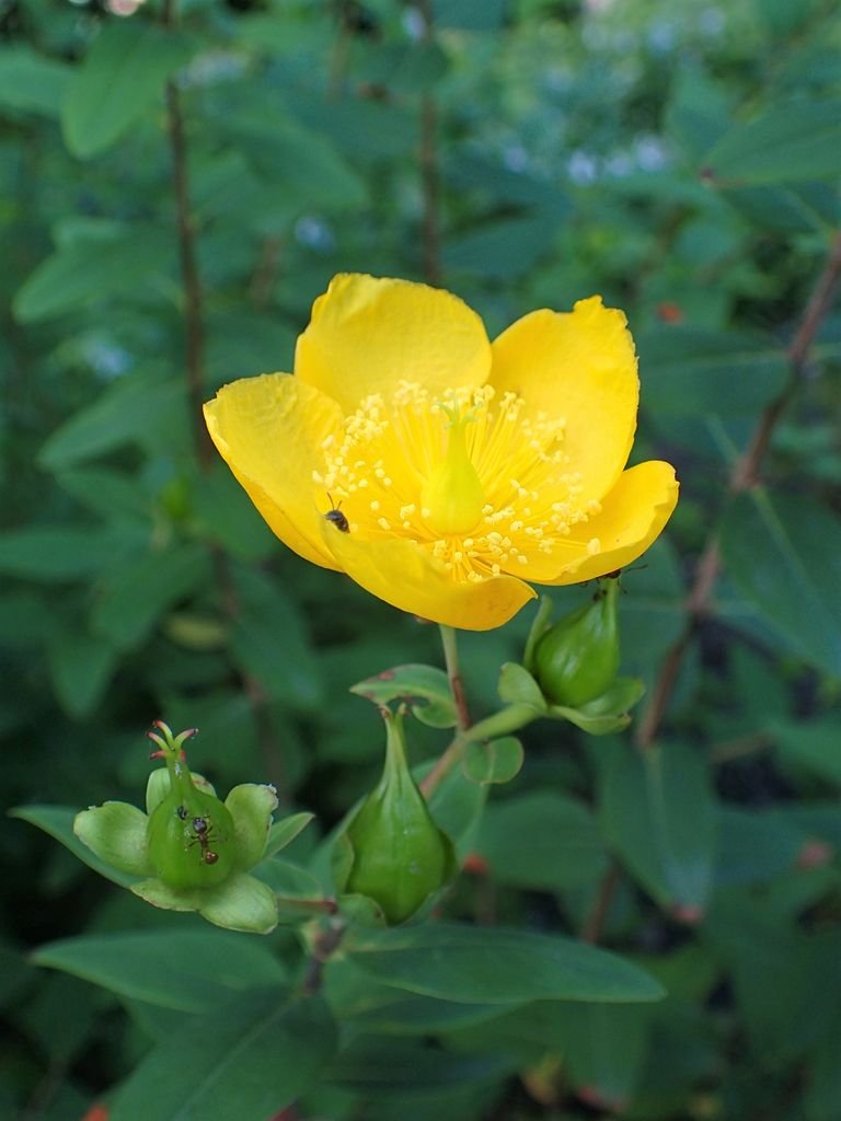 Como plantar Hypericum forrestii (Hypericum forrestii)_1