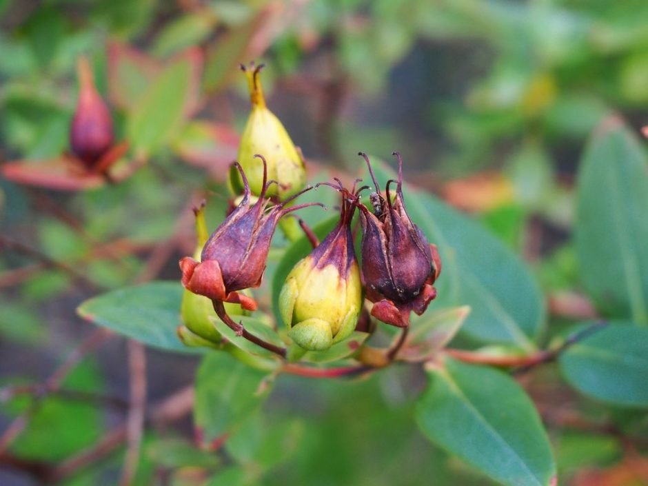 Onde plantar Hypericum forrestii (Hypericum forrestii)_2