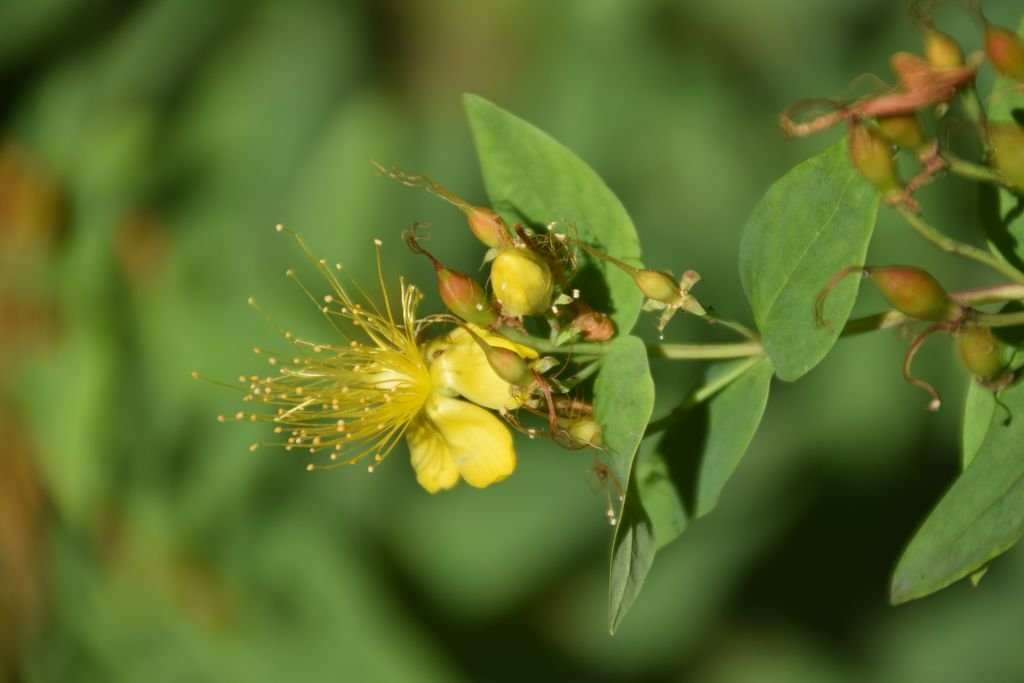 Hypericum hircinum (Hypericum hircinum)