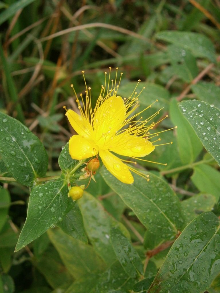 Como plantar Hypericum hircinum (Hypericum hircinum)_1