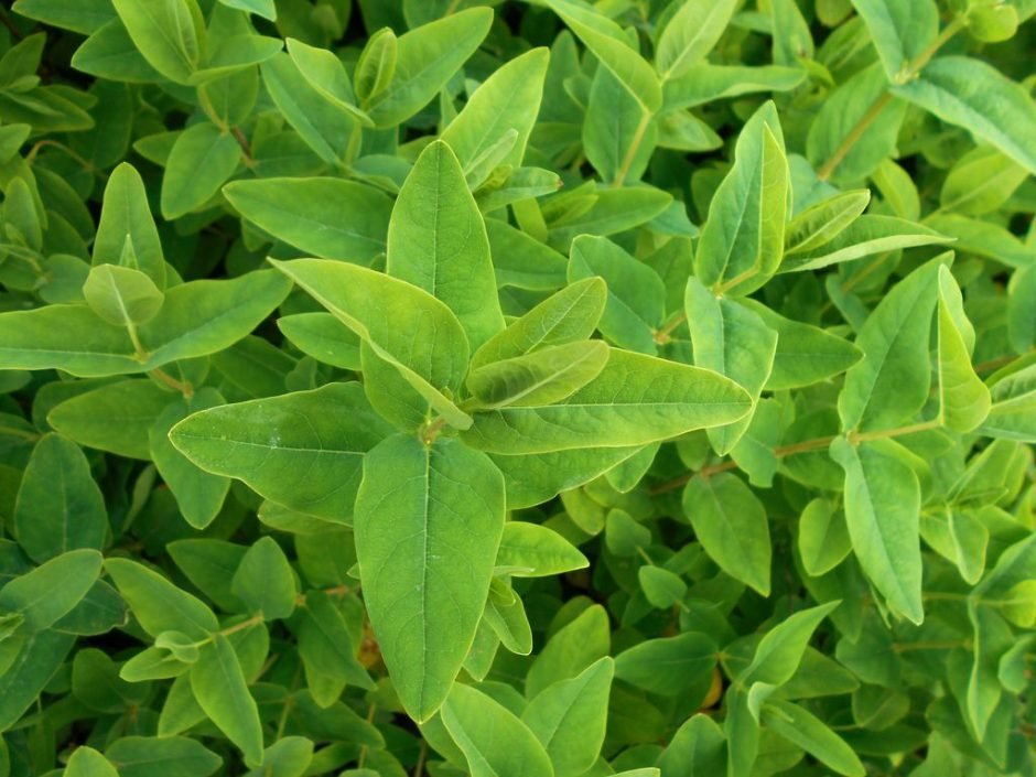 Onde plantar Hypericum hircinum (Hypericum hircinum)_2