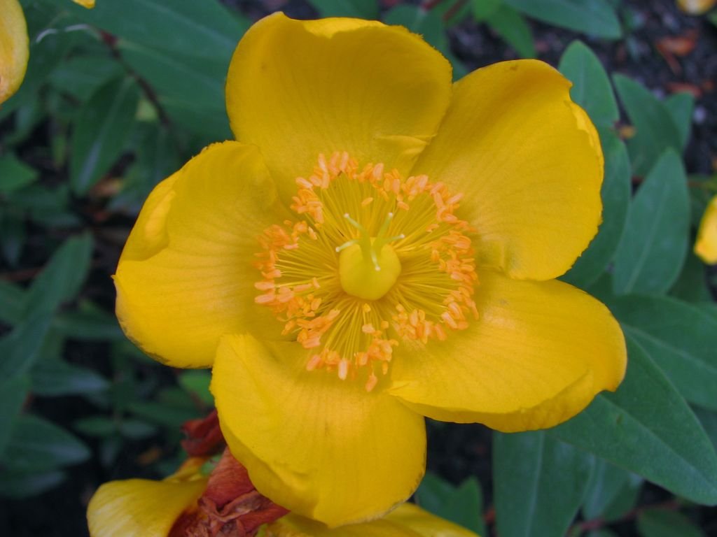 Hypericum kouytchense (Hypericum kouytchense)